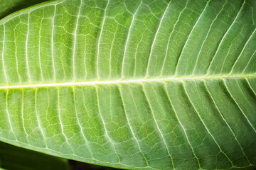 Plumeria green leaf close up