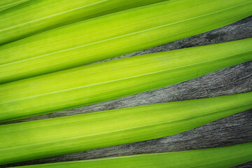 Palm leaf on a gray tree.