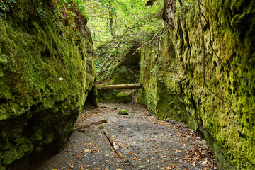 北海道支笏湖畔モラップ　楓沢の苔の回廊　
