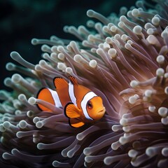 Plakat clown fish on anemone in a reef, generative ai.