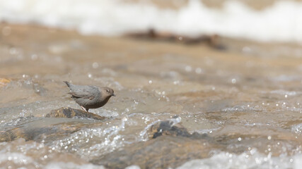 An American Dipper stands on a rock in the shallow rushing water of the Virgin river in Zion Nat. park, Utah, USA, while it looks for small aquatic insect larvae to eat.