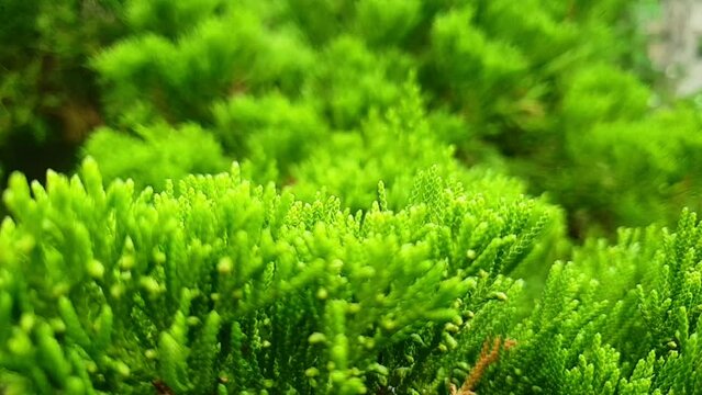 Juniperus occidentalis, known as the western juniper, is a shrub or tree native to the western United States, growing in mountains at altitudes
