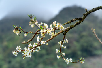 Na Ka Moc Chau Plum Valley, Son La Province, Vietnam