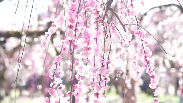 北野天満宮　梅園　京都　梅