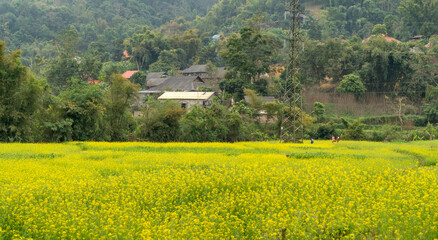 See the landscape of fields, villages in the northern countryside of Vietnam