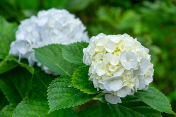 White hydrangea flowers