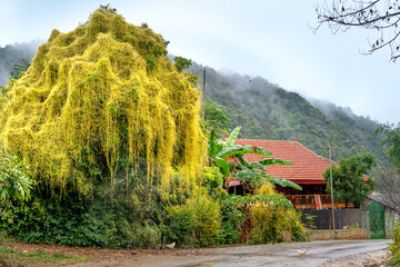See the red silk tree covering another tree in rural Vietnam