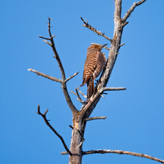 Northern Flicker (Colaptes auratus) female bird perched on a tree branch at sunset