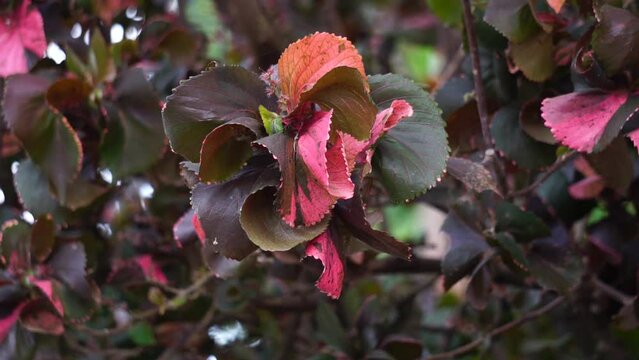 Acalypha wilkesiana (Also called copperleaf, Jacob’s coat, akalifa, dawolong) in the garden. Acalypha wilkesiana ointment is used to treat fungal skin diseases