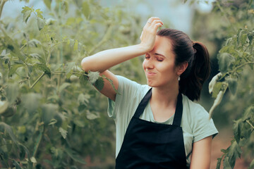 Stressed Farmer Checking How Tomato Plant Grows. Unhappy hothouse owner feeling disappointed with...