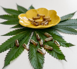 Cannabis Leaves with Cannabis Whole Plant Capsule and Hash Capsules