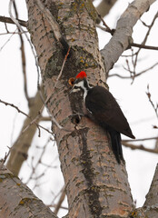 Pileated woodpecker portrait sitting on a tree trunk into the forest and looking into the hole, Quebec, Canada