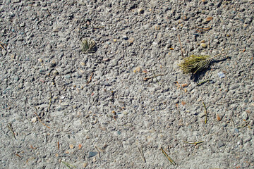 Background texture of gray asphalt. Closeup road surface. Gray road for background or texture. Pine needles, twigs