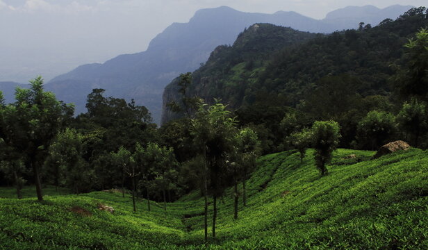 scenic landscape of nilgiri mountains foothills and green tea plantation of coonoor tea garden near ooty hill station in tamilnadu, south india