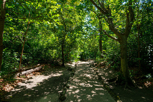 Ancient mayan white road, known as "sakbe"