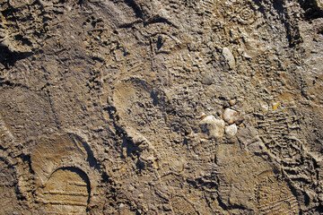Wet ground with footprints. Mud ground with human footprints. Soil background