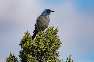 Woodhouse scrub jay on a juniper