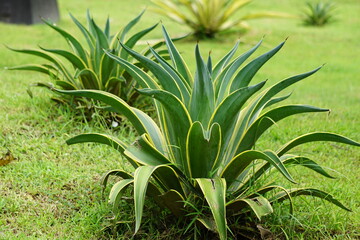 Agave lophantha (Also known thorncrest century plant, Big Lechuguilla). thorn crest agave leaf tips are dangerously rigid and sharp and can cause injury to humans and inflatible sports balls.