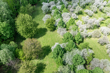 flowering apple trees orchard on sunny spring day. aerial overhead view.