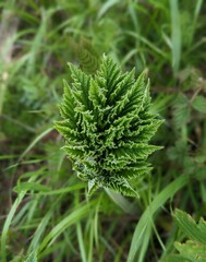 close up of a common nettle in the Tennessee Valley Trail