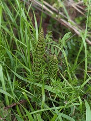 close up of field horsetail at the Tennessee Valley, Marin Headlands