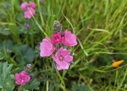 close up of prairie mallow flower at the Tennessee Valley Trail, Marin Headlands