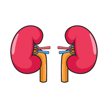 Illustration design of kidney organs