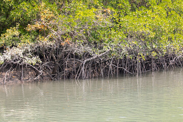 Sundarban Roots