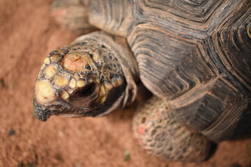 turtle on a rock