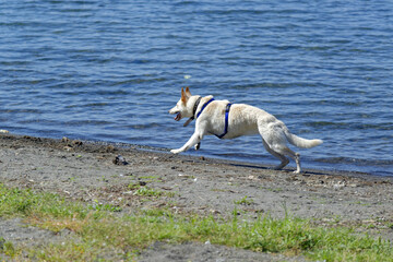 Chien courant sur les rives d'un lac