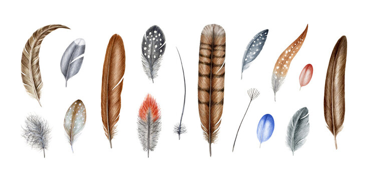 Fototapeta Bird feather realistic illustration set. Hand drawn watercolor images. Various bird feather type style collection. Flight, tail, down, contour, semiplume feathers. White background