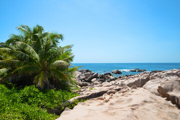 Coast with coconut palm trees near Grand l'Anse beach in La Digue island, Indian Ocean, Seychelles. Tropical landscape.