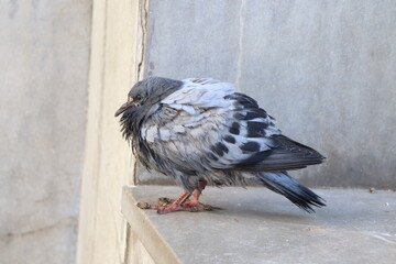 A closed up picture of Grey Pigeon on the ground with a messy feathers.