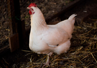 Delaware White Chicken Hen with a Pendulous Crop