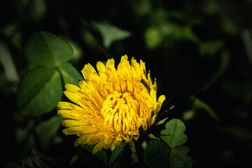The yellow dandelion flower, or taraxacum officinale, is a common but often overlooked plant that...