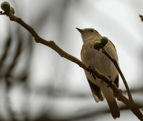 bird on a branch