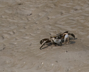 crab on the sand