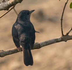 blackbird on a branch