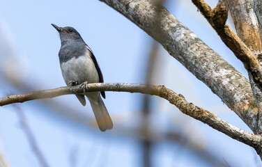 bird on a branch