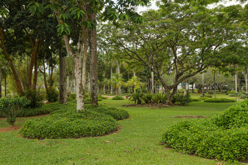 Fototapeta na wymiar Palm collection in сity park in Kuching, Malaysia, tropical garden with large trees and lawns.