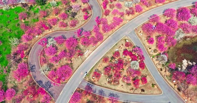 Aerial view of plum flowers forest and curved road. colorful plum flower in spring park.