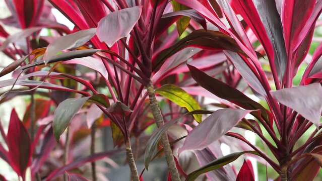 Green cordyline fruticosa commonly called ti plant, palm lily, cabbage palm, good luck plant, Convallaria fruticosa L., Asparagus terminalis L., Cordyline terminalis or andong (indonesian)