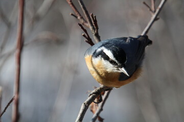Red Breasted Nuthatch In The Branches, Whitemud Park, Edmonton, Alberta