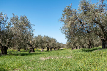 Orchard of olive trees against the blue sky and colorful flowers between them