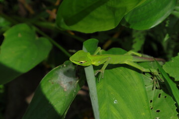Side view of a young green lizard crawling on top of a large Arrowroot leaf