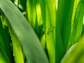 Green Grasshopper Harmoniously Rest on Green Leaf