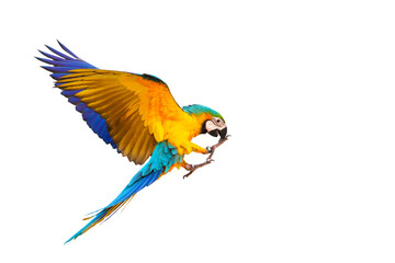 Colorful Blue and gold macaw parrot flying isolated on transparent background png file