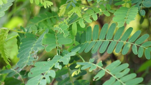 Tamarind (Also called Tamarindus indica, asam) leaves on the tree