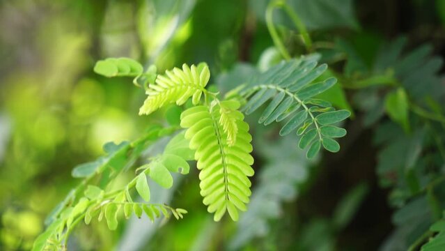 Tamarind (Also called Tamarindus indica, asam) leaves on the tree