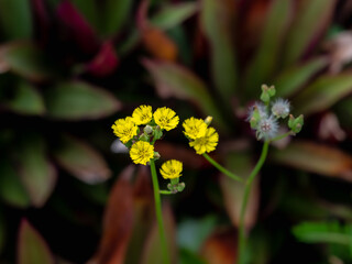 Fototapeta premium Yellow Flowers Weed Blooming